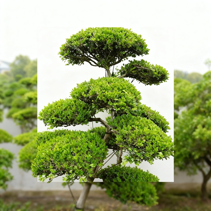 黄杨-花满市